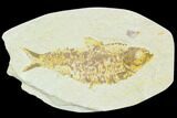 Fossil Fish (Knightia) - Green River Formation #126199-1